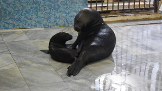 Лия ще се казва тюленчето, родено в делфинариума във Варна 