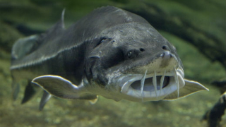 WWF започна кампания за опазване на дунавските есетри