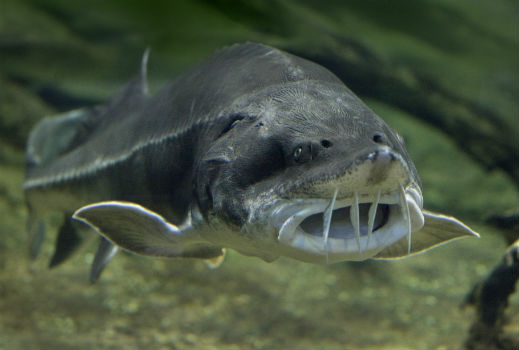 WWF започна кампания за опазване на дунавските есетри