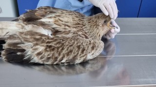 Спасиха царски орел в Карнобат