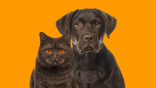 Вероятно пред всеки истински любител на животните се е замислял