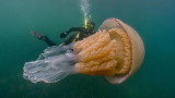 Биологът Лизи Дейли, медузите и колко е голям екземплярът, заснет край Корнуол