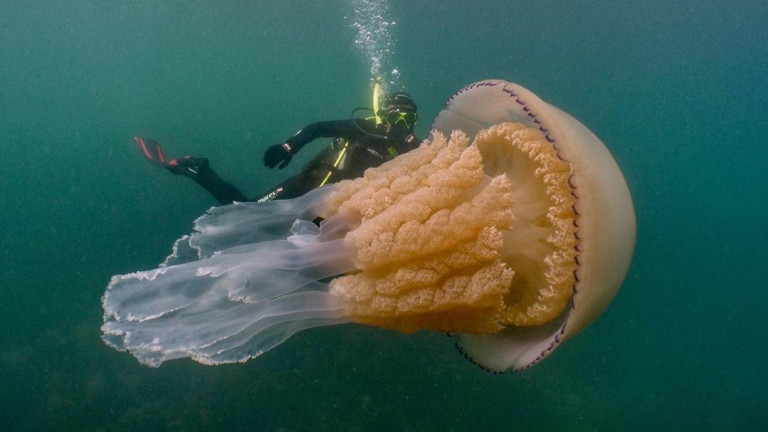 Да срещнеш медуза, голяма колкото теб