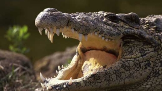 Бременна надви крокодил