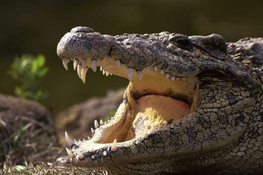 Вадят телефон от корема на крокодил