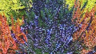 24 часа Бандата на Пелов уличена в убийства