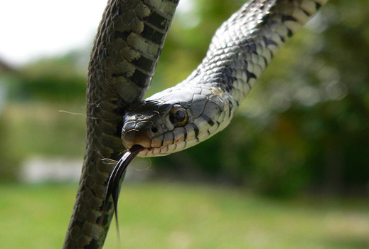 Зачестяват ухапванията от змии в Бургаско