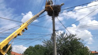 Четири новоизлюпени щъркелчета в казанлъшкото село Хаджидимитрово са в опасност