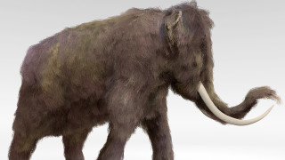 Учени от България и Македония откриха скелетни останки от мастодонт