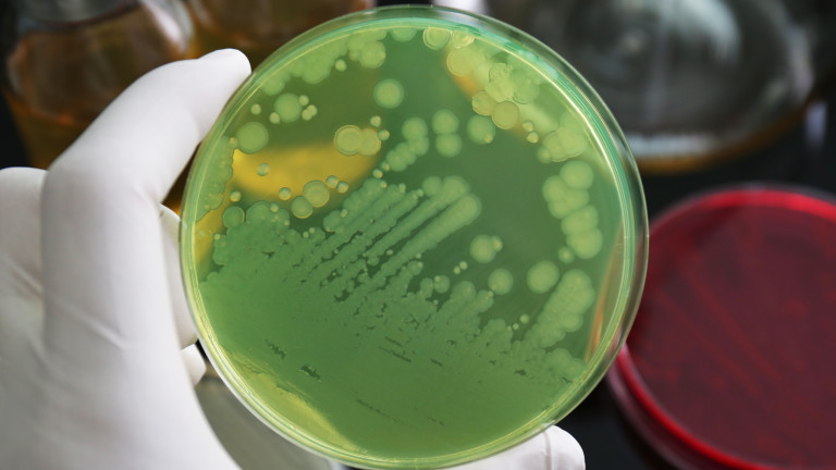 Тайният език на бактериите
