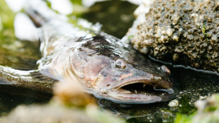 Рибата, която произвежда звук със силата на изстрел