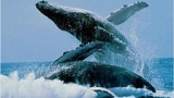 Япония възобновява лова на китове