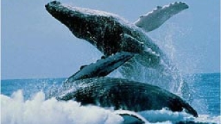 Тази година Япония уби само 551 антарктически кита
