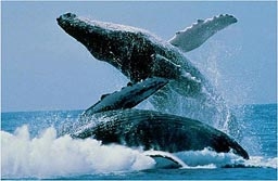 Япония възобновява лова на китове