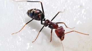 Изхранват човечеството с мравки и щурци
