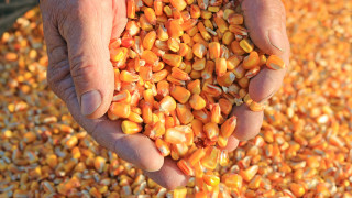 Тази година поради голямата суша реколтата от царевица у нас