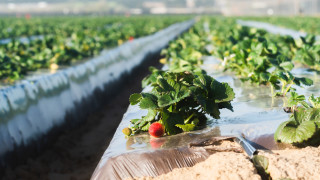 НСИ отчете 19,1% спад в продукцията на "Селско стопанство" през 2023 г.