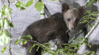 Изгубеното мече от Костенец  ще бъде стабилизирано и върнато в природата