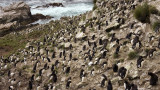 Остров Пебъл, пингвините и как може да си го купим