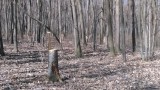 Бракониерската сеч не намалява, тревожат се WWF