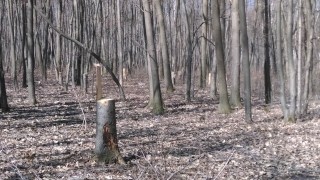 Воеводите искат затвор за сеч в парковете