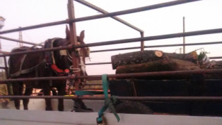 Хванаха бракониер с условна присъда за кражба на дърва в землището