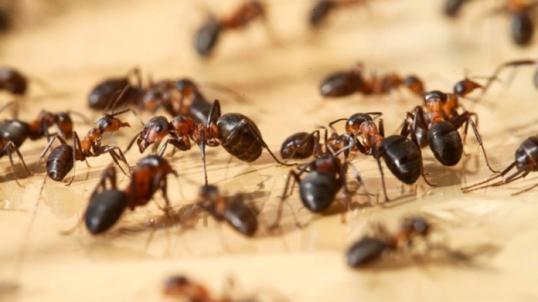 Учени обръснаха мравки