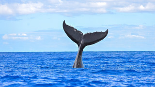 Трупът на 8 метров гърбат кит беше открит в мангрова гора
