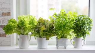 Зелените подправки са един от най лесните за отглеждане растения в