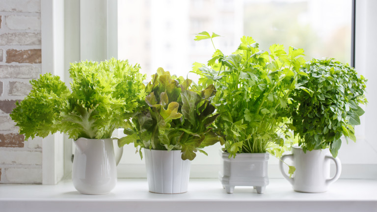 Зелените подправки са един от най-лесните за отглеждане растения в