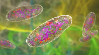 Китай съобщи за случаи на бубонна чума