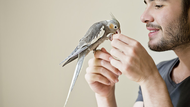 4 причини да изберем папагал за домашен любимец
