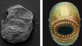 Загадката около животното без анус