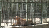 "Четири лапи" сигнализира за масови нарушения в зоопарковете у нас