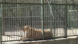 Две новородени лъвчета починаха в Зоопарк Кенана в Хасково предаде