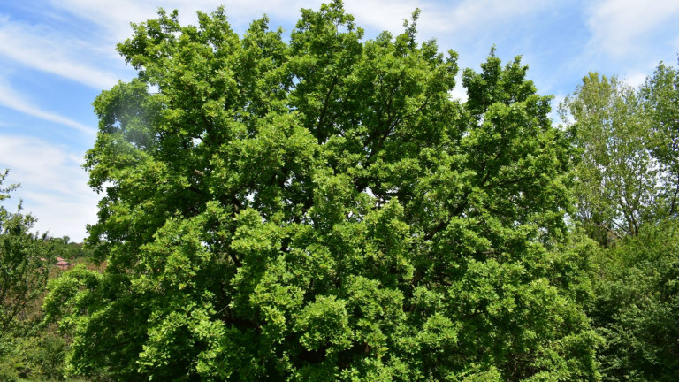 Пет вековни дървета в областите Благоевград, Перник, Кюстендил и Ловеч
