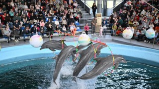 Делфинариум Варна обяви безплатен вход за деца до 12 години