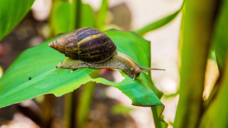 С многобройните дъждове напоследък запалените градинари вероятно се притесняват от