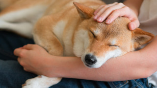 Някои породи просто са по гласовити от други Разбира се че