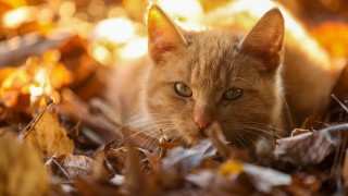Днес ще бъде предимно слънчево в повечето райони ще остане