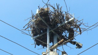 166 нови платформи за обезопасяване на щъркелови гнезда върху стълбове