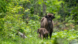 Зубрите Bison bonasus известни още като европейски бизони са най големите