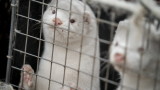 Дания спря задължителното избиване на милиони норки