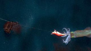 Австралийски учени публикуваха видео на зловещите дълбоководни калмари от рода
