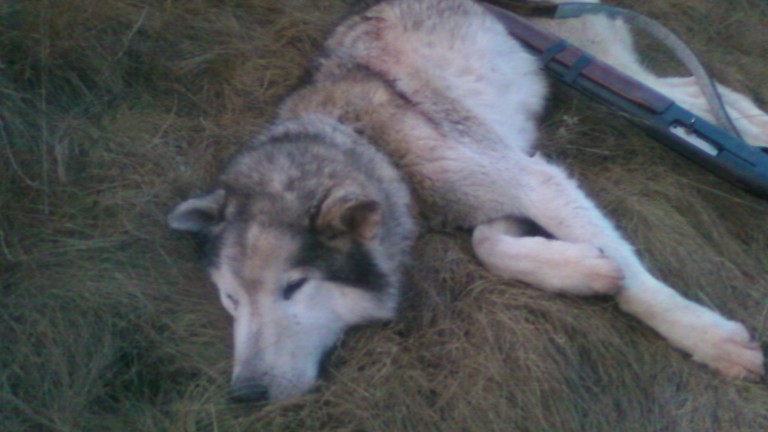 България и още 9 държави не прилагат препоръките за хибридизация на вълци с кучета
