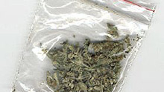 150 кг. марихуана открити в Петричко