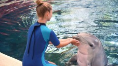Делфинариум Варна отново кани малки и големи да плуват с делфини