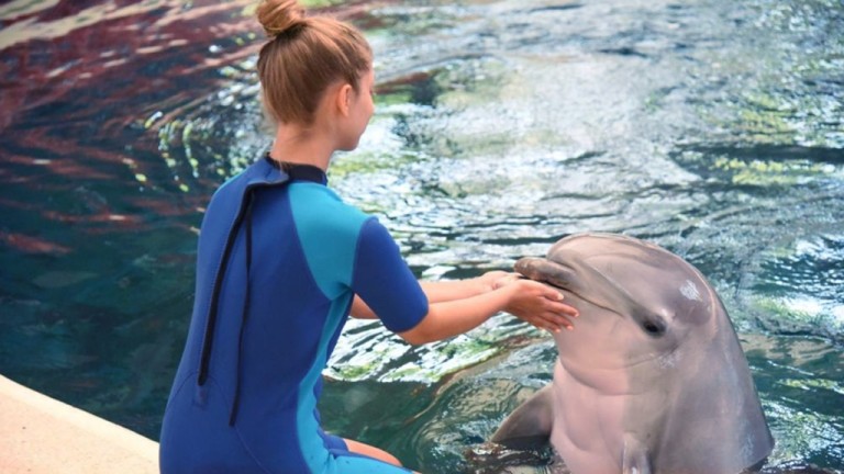 Делфинариум Варна отново кани малки и големи да плуват с делфини