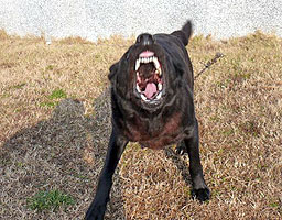 Куче нахапа жена в столичния "Хиподрума" 