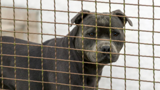 Питбул е нахапал 4 годишно дете което е било с баба